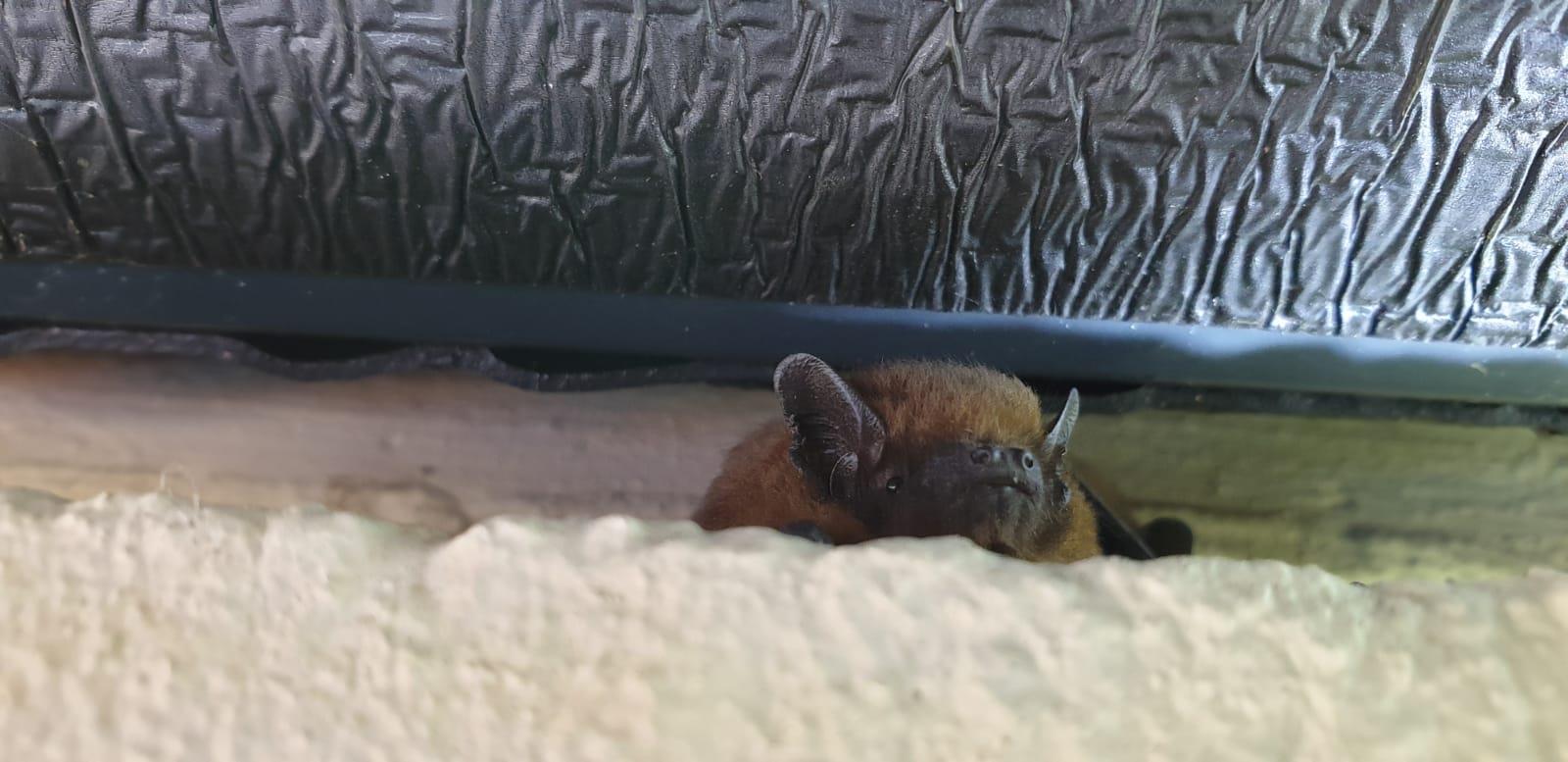 Natuurvrij maken Bloemenoordflats