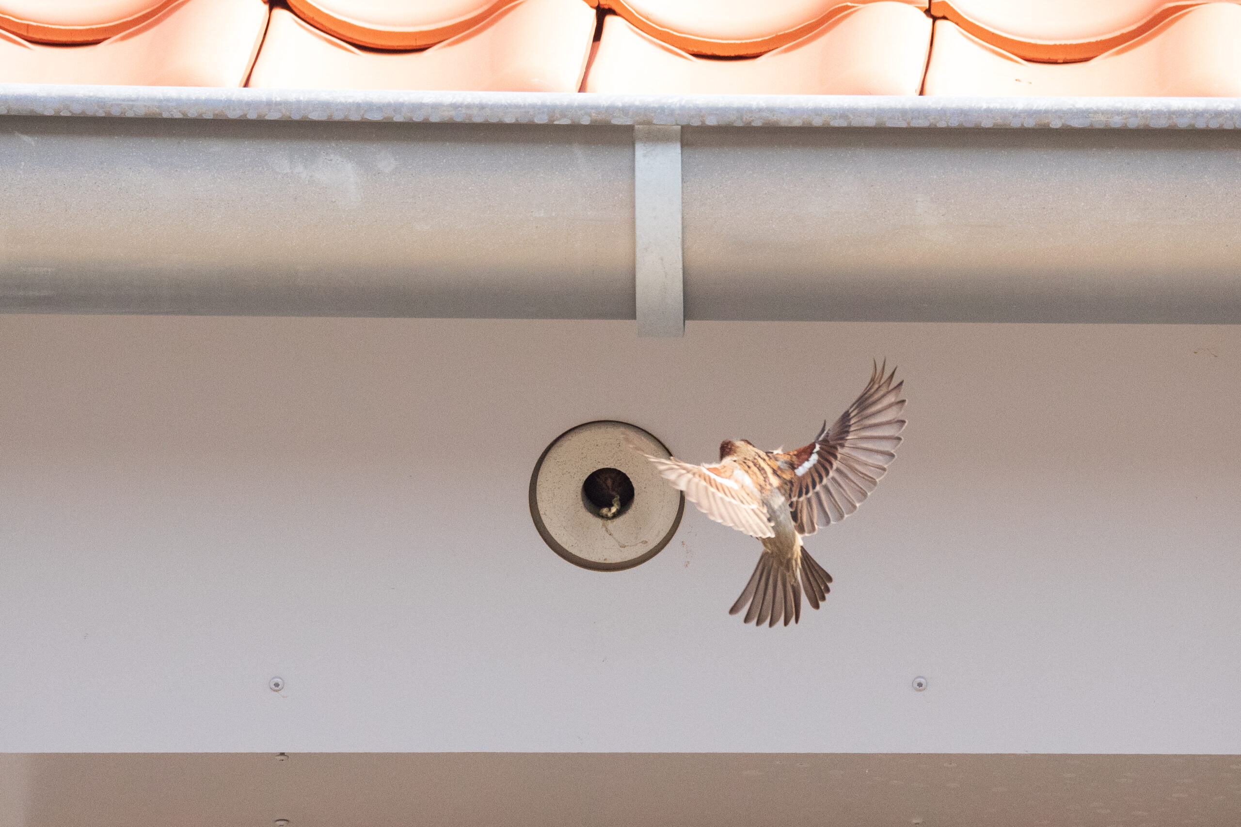 Vogelvoorzieningen in dak