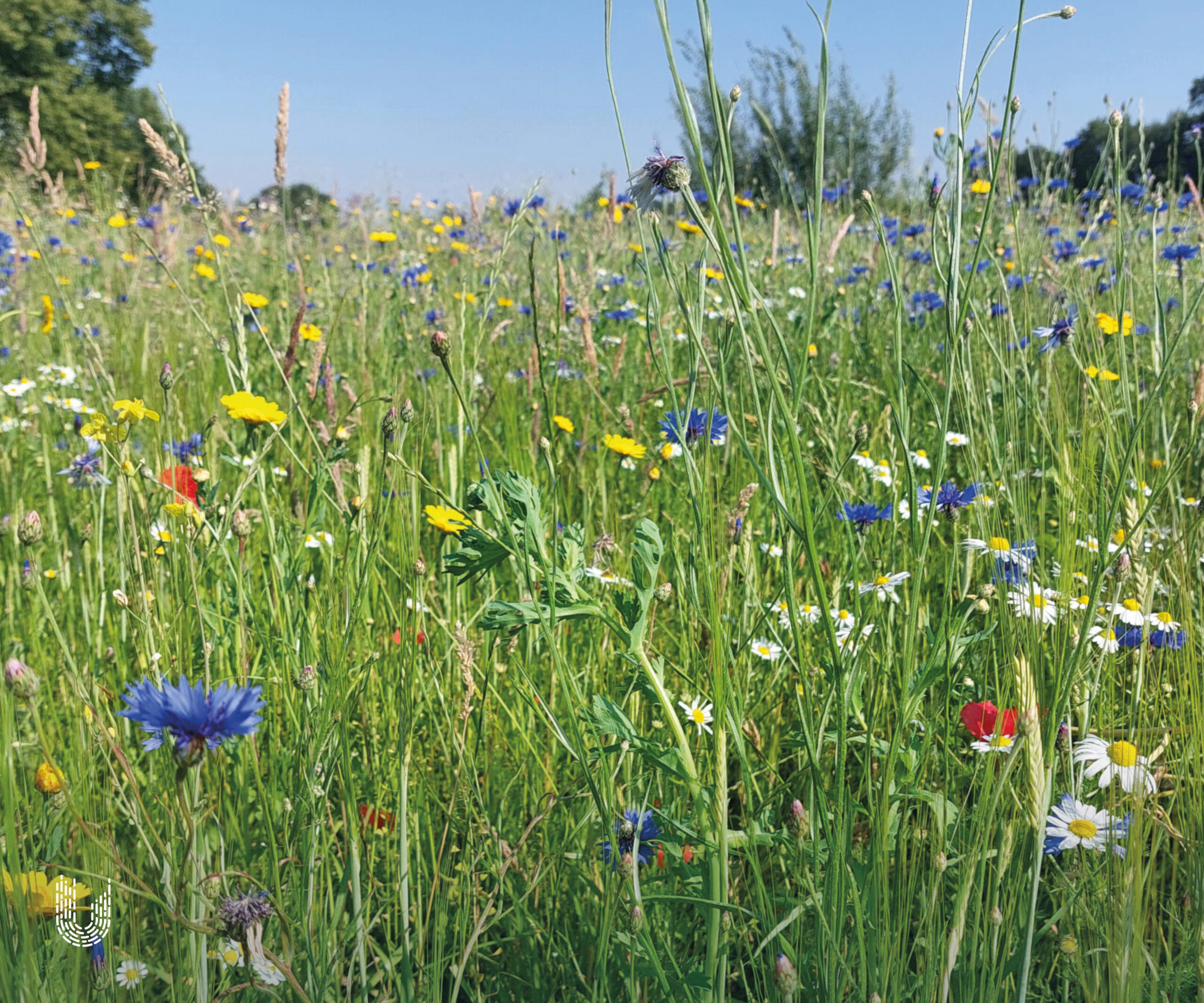 KIEM2 | Kiemkracht bloemrijk akkermengsel