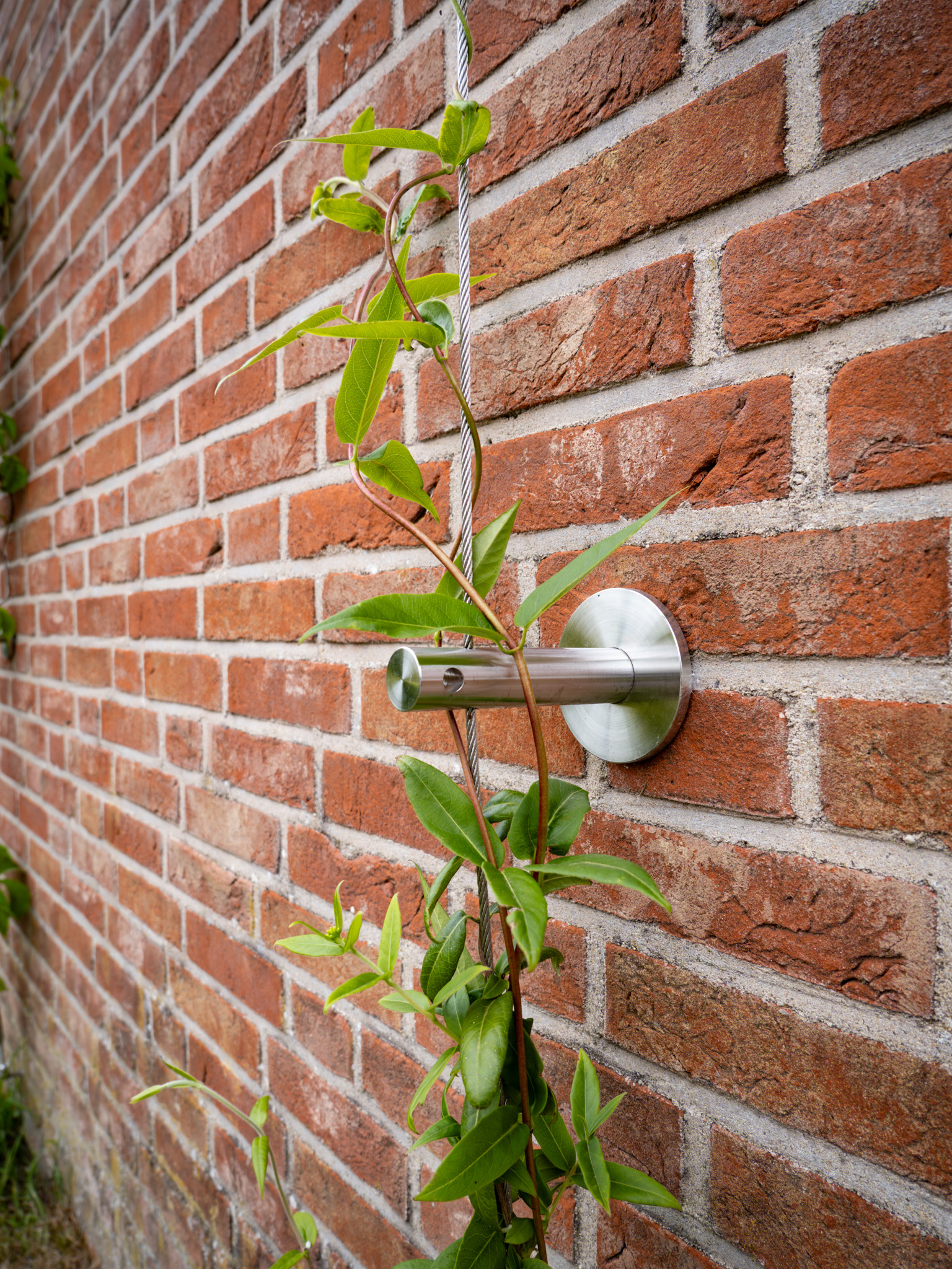 Natuurinclusief verduurzamen Hattem met groengevels en groendaken Green Deal