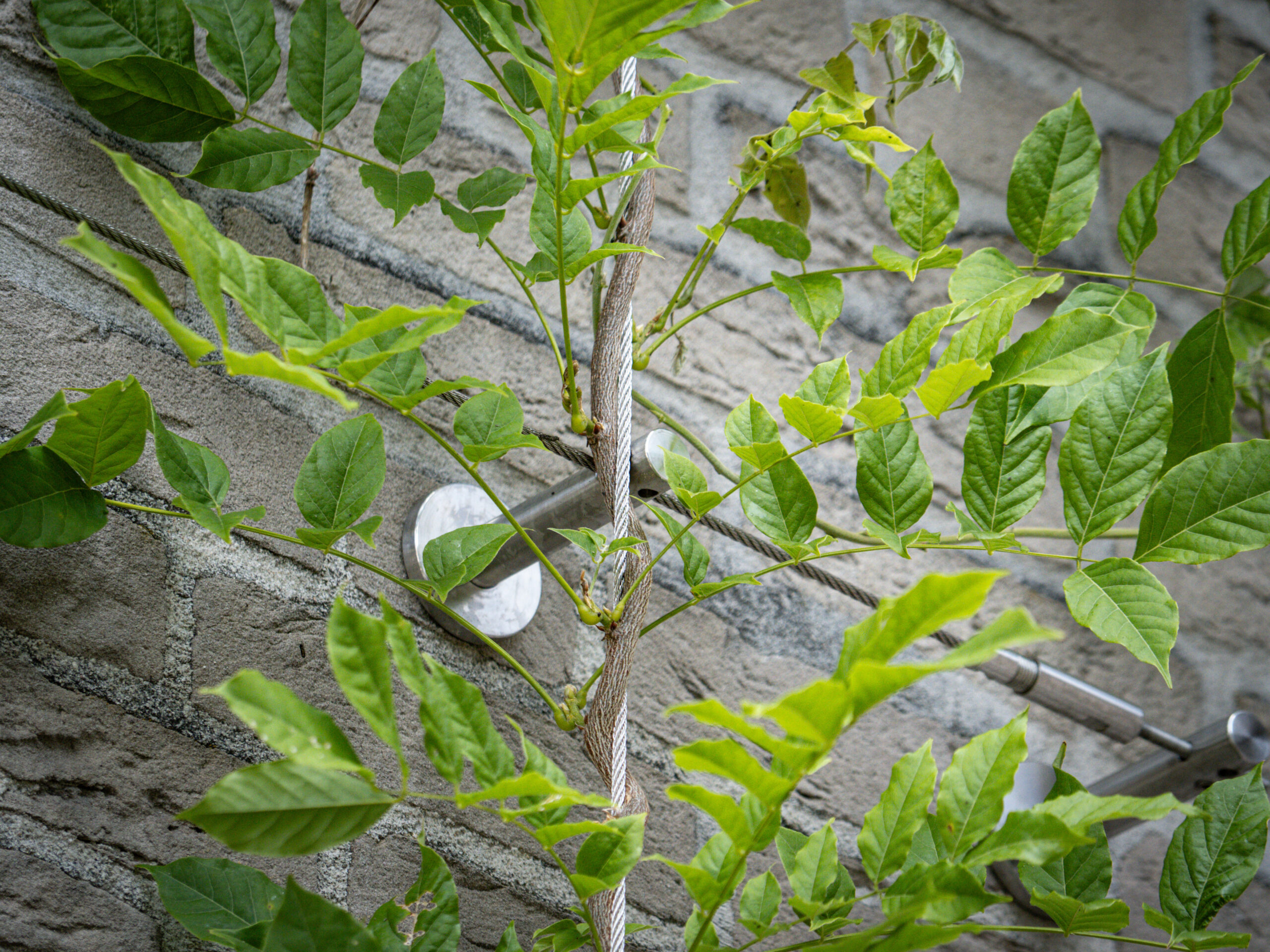 Biodiverse Groengevel Leystromen