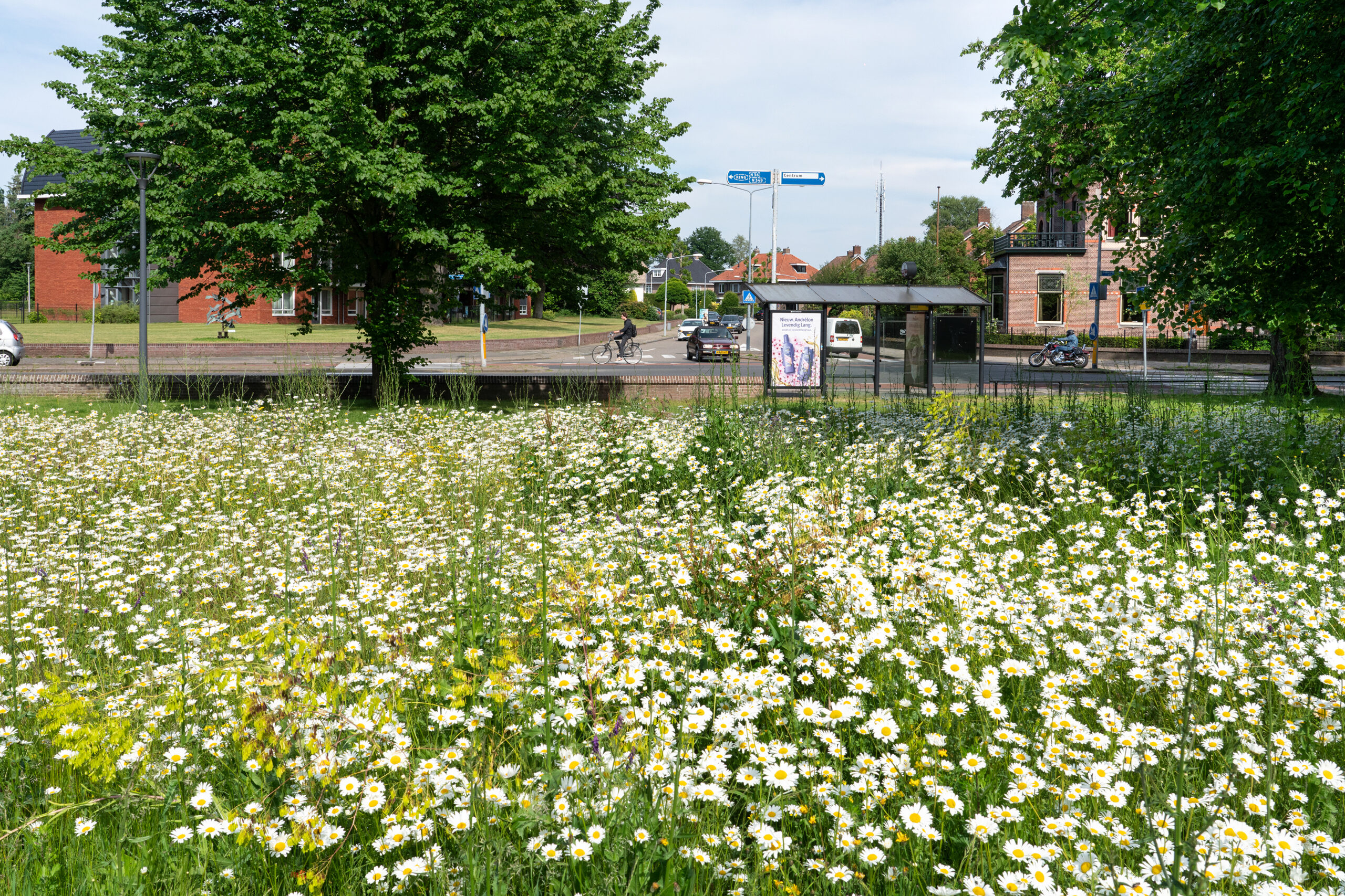 Bolderik Unitura Bloemrijk Grasland