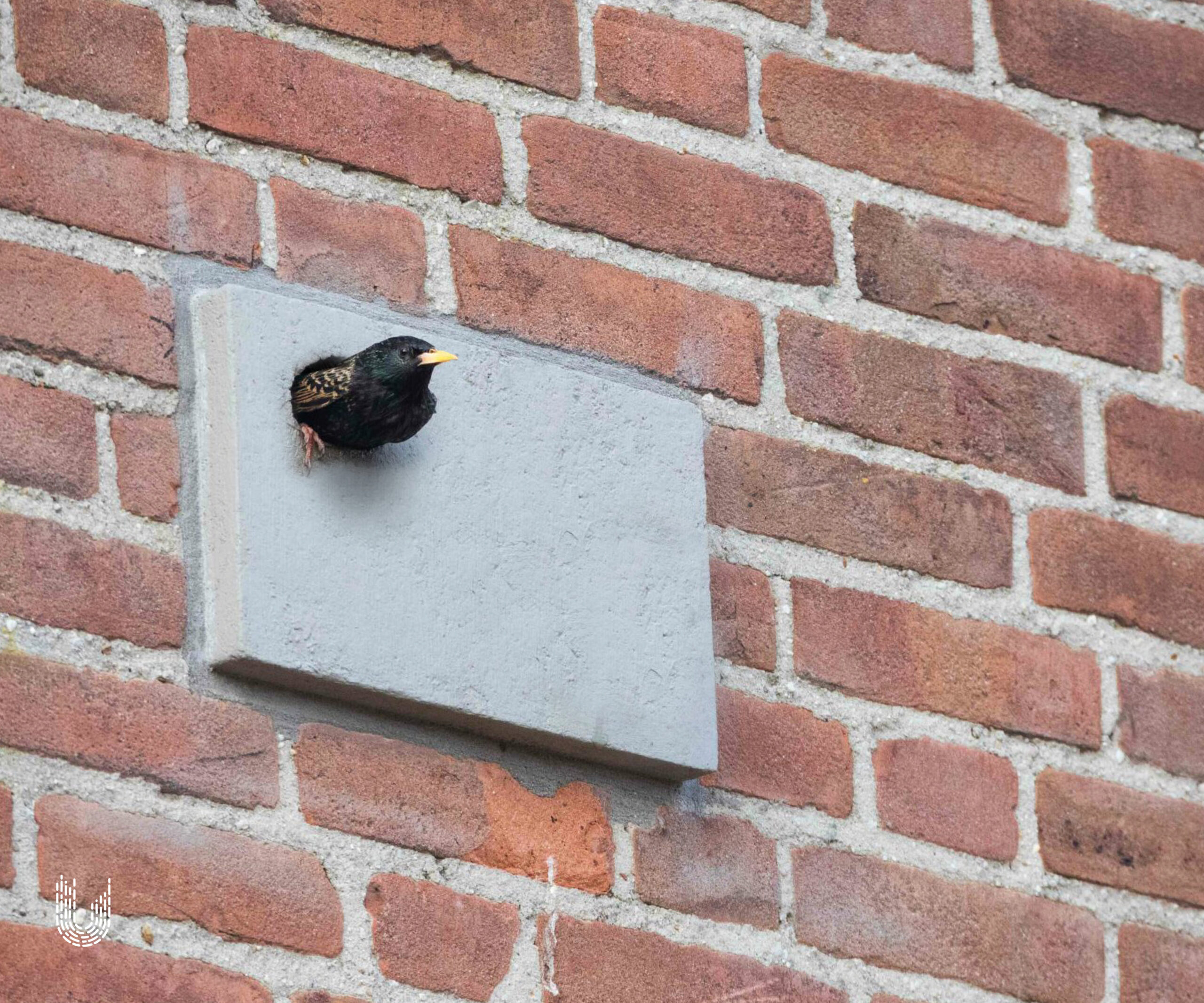 SPP1 | Spreeuwenkast